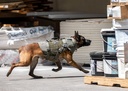 P7K9 Ballistic K9 Vest