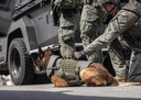 P7K9 Ballistic K9 Vest